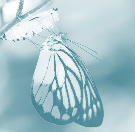 butterfly